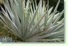 Hesperidenpalme