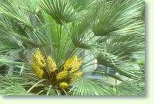 Brahea edulis in Bl�te