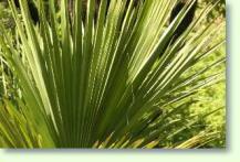 Brahea edulis, Blattansicht