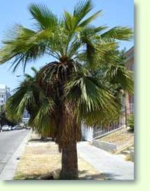 Brahea edulis