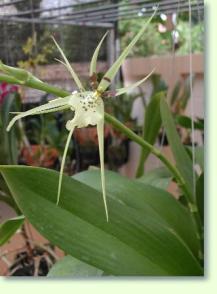 Brassia