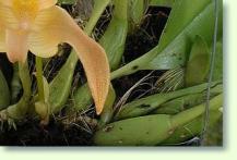 Bulbophyllum/ Orchideen