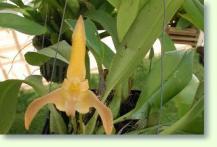 Bulbophyllum/ Orchidee