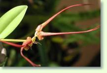 Zum vergrößern klicken Bulbophyllum wendlandianum