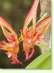 Bulbophyllum wendlandianum