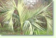 Butia eriospatha - Wollige Geleepalme