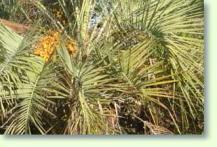 Butia eriospatha - Wollige Geleepalme