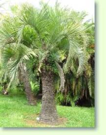 Butia eriospatha - Wollige Geleepalme