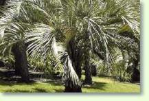 Zum vergrößern klicken Butia paraguayensis - Zwerg Yatay Palme