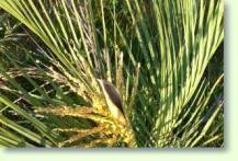 Zum vergrößern klicken Butia paraguayensis - Zwerg Yatay Palme