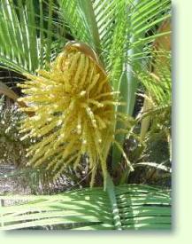 Butia paraguayensis - Zwerg Yatay Palme Bl�te