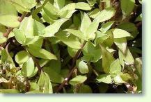 Callisia repens