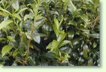 Camellia sinensis 'Yabukita'