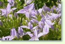 Glockenblume Campanula garganica
