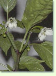 Peperoni Capsicum annuum Blüte