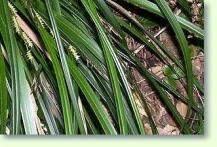 Zum vergrößern klicken japanische Segge / carex
