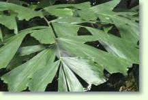 Caryota maxima - Himalaya Fischschwanzpalme