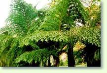 Caryota maxima - Himalaya Fischschwanzpalme