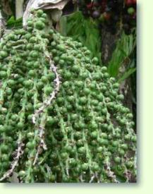 Caryota maxima - Himalaya Fischschwanzpalme / Fr�chte