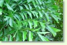Fischschwanzpalme Caryota maxima - Himalaya Fischschwanzpalme