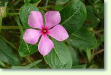 Catharanthus