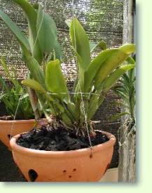 Zum vergrößern klicken Cattleya Chia Lin