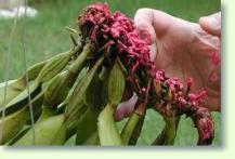 Zum vergrößern klicken Cattleya Chia Lin nach dem Trimmen und Versiegeln der Wurzeln