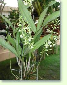 Zum vergrößern klicken Cattleya Stamford Alba