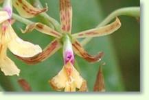 Cattleya Stamford Bl�te