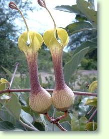 Leuchterblumen: Ceropegia rhynchantha