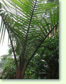 Chamaedorea elegans (syn. Collinia elegans)