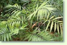 Chamaedorea elegans