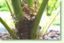 Chamaerops humilis / Zwergpalme