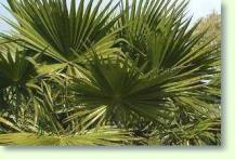 Zwergpalme Chamaerops humilis / Zwergpalme