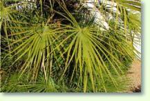 Chamaerops humilis / Zwergpalme
