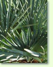Chamaerops humilis var. Cerifera / blaue Zwergpalme