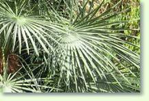 Chamaerops humilis var. Cerifera / blaue Zwergpalme