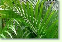Goldfruchtpalme Chrysalidocarpus