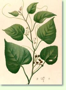 Steckling einer Cissus