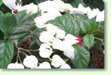 Clerodendrum