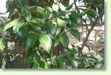 Sperrstrauch Cleyera japonica
