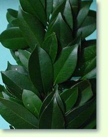 Sperrstrauch Cleyera japonica