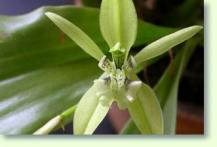 Coelogyne parishii
