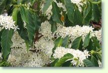 Coffea arabica / Kaffeestrauch
