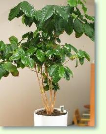 Coffea Arabica