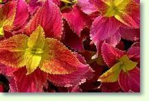 Coleus blumei