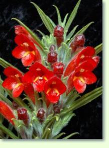 Columnea flexiflora