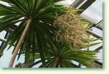 Keulenlilie Cordyline stricta