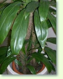 Keulenlilien (Cordyline terminalis)