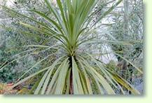Cordyline australis